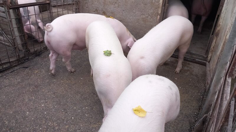 Vand porci sanatosi, crescuti natural.