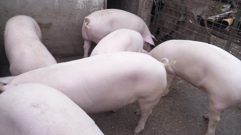 Vand porci sanatosi, crescuti natural.