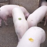 Vand porci sanatosi, crescuti natural